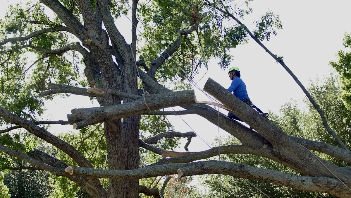 Professional Crown Thinning performed by certified arborists in Treichlers