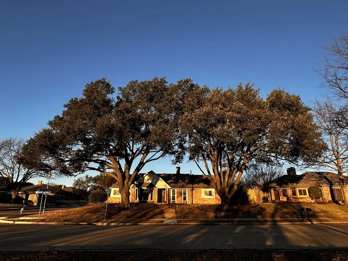 Established residential canopy tree shading a home in Treichlers